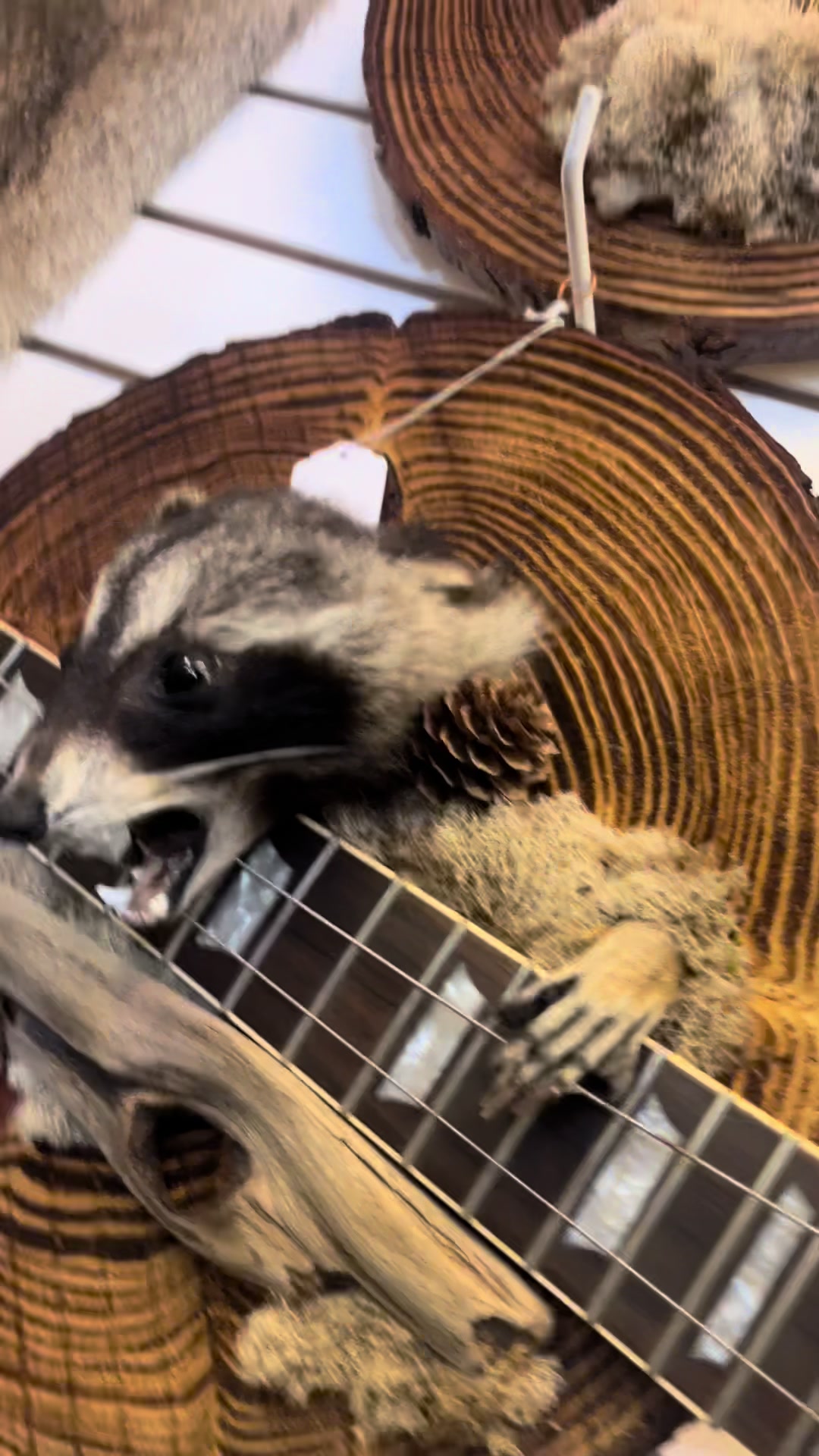 @Rocky Mountain Punk Nature Art