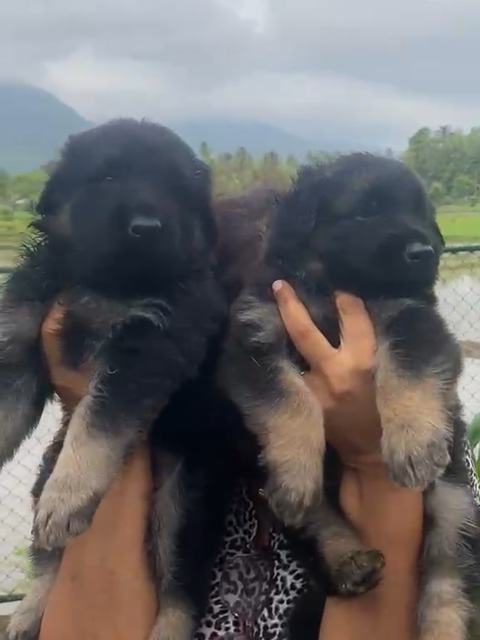 @Rover & Murphy & Bruno ❤️