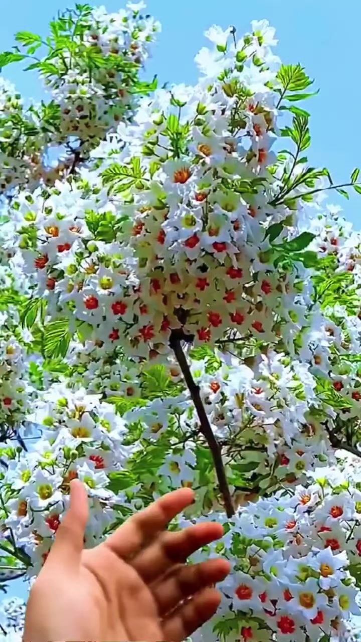 @Adil palabıyık