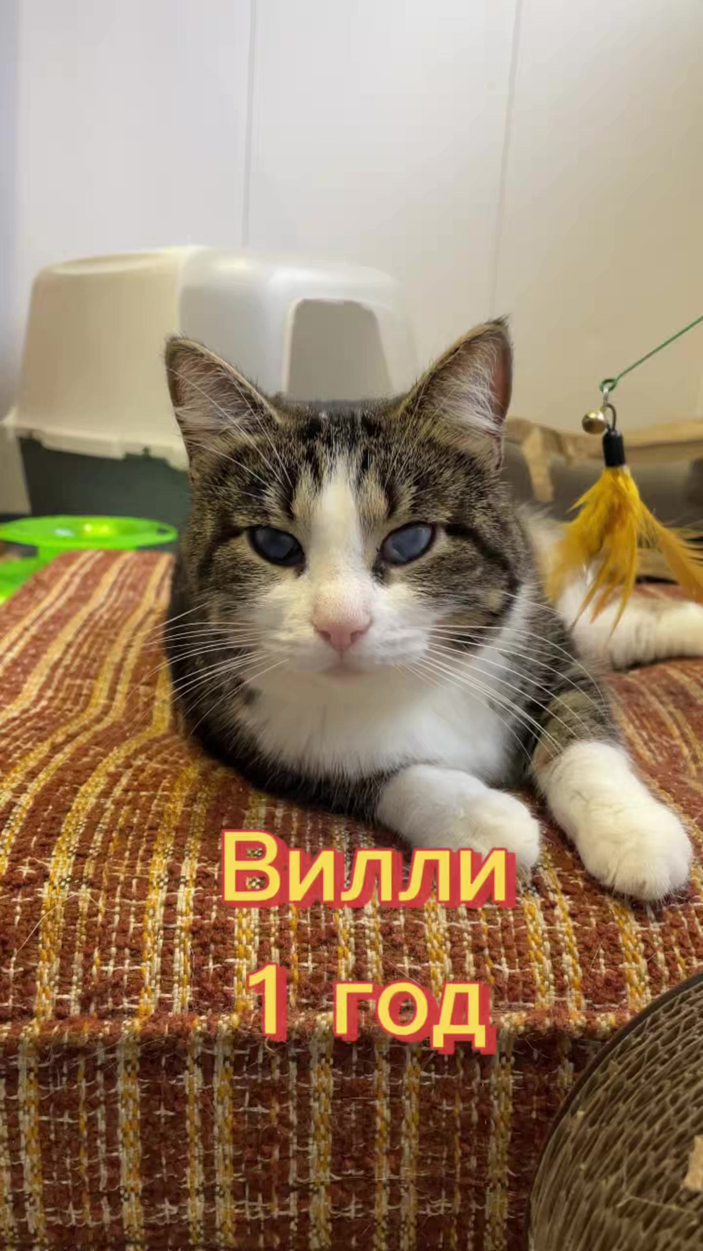 @Приют Новый дом
