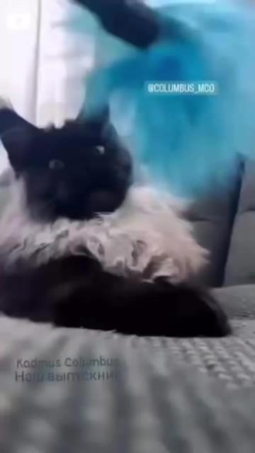 @columbus_mainecoon