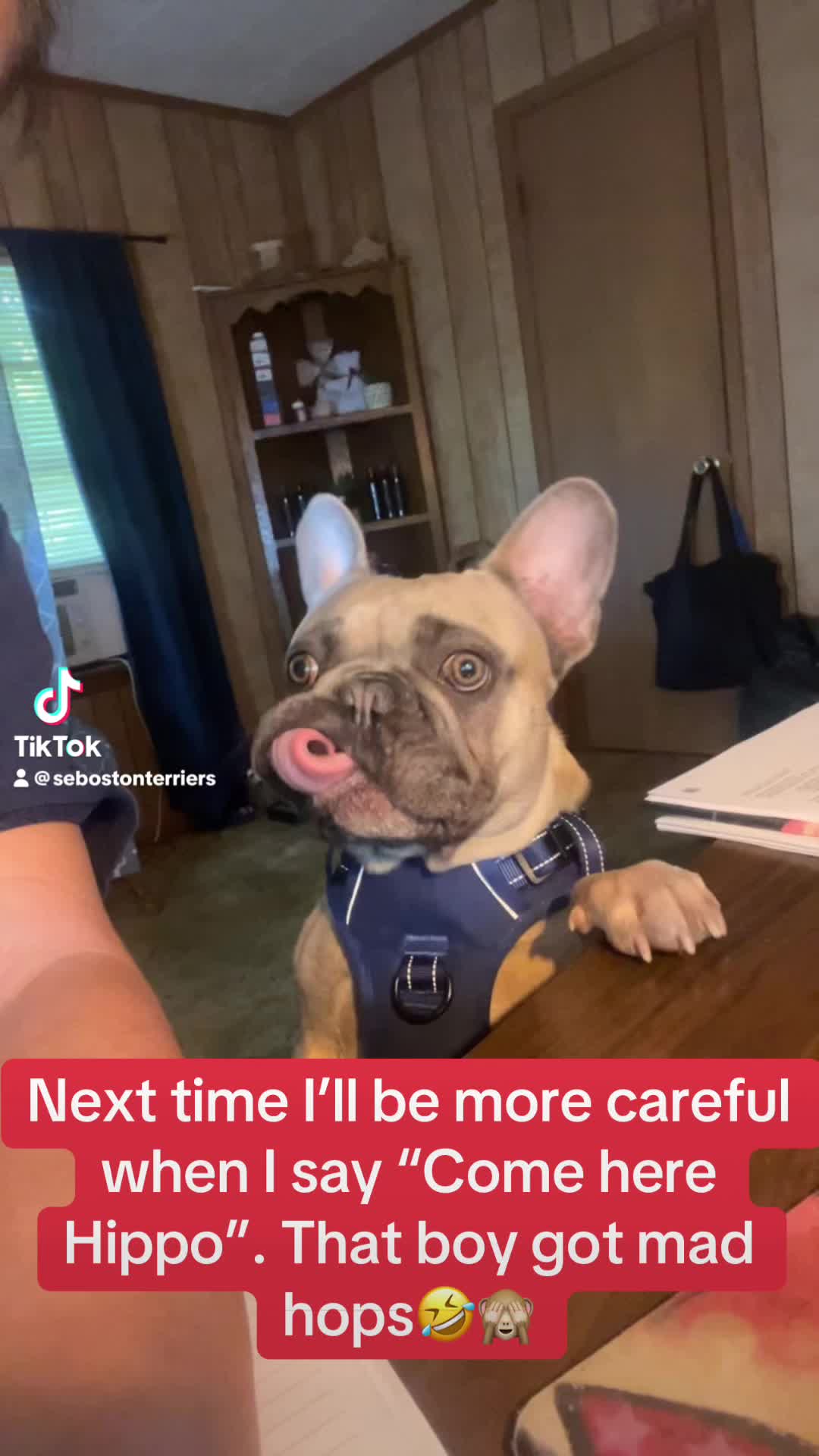@SE Boston Terriers
