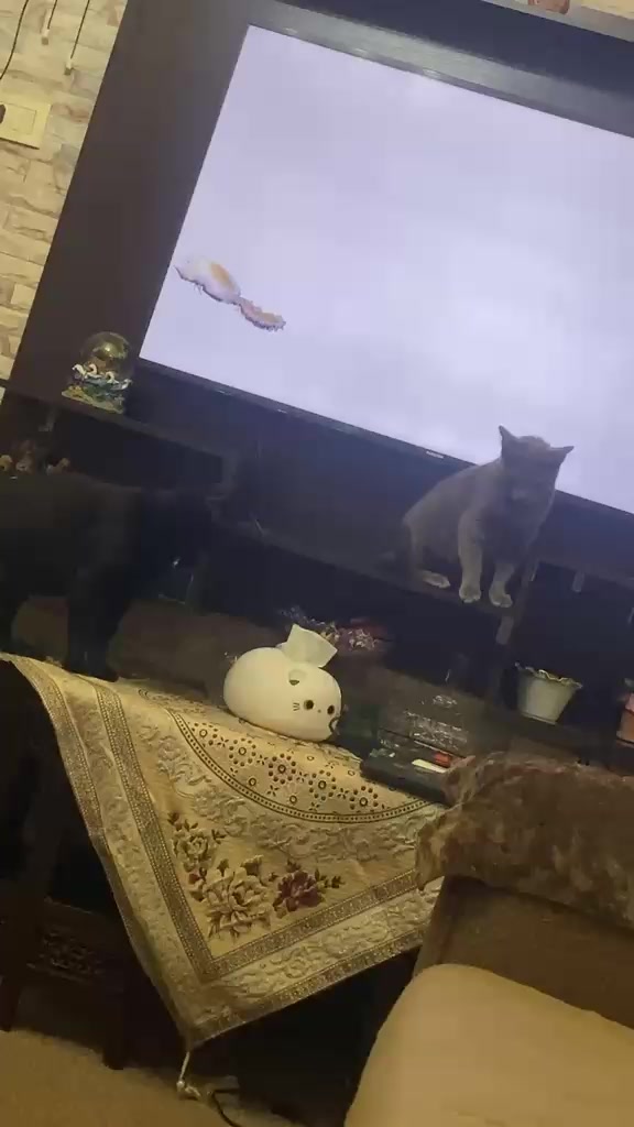 @asoolcat