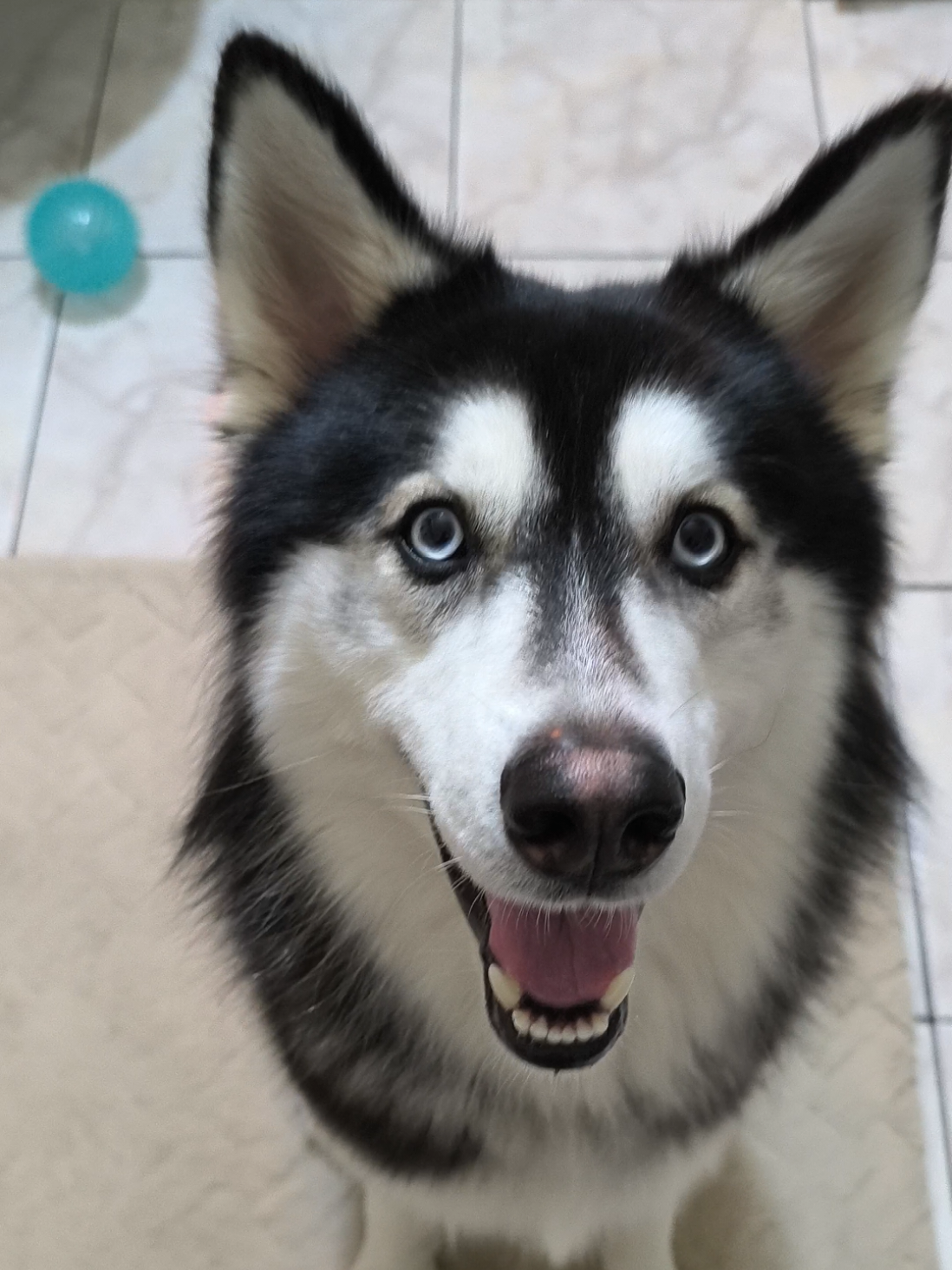 @cythehusky