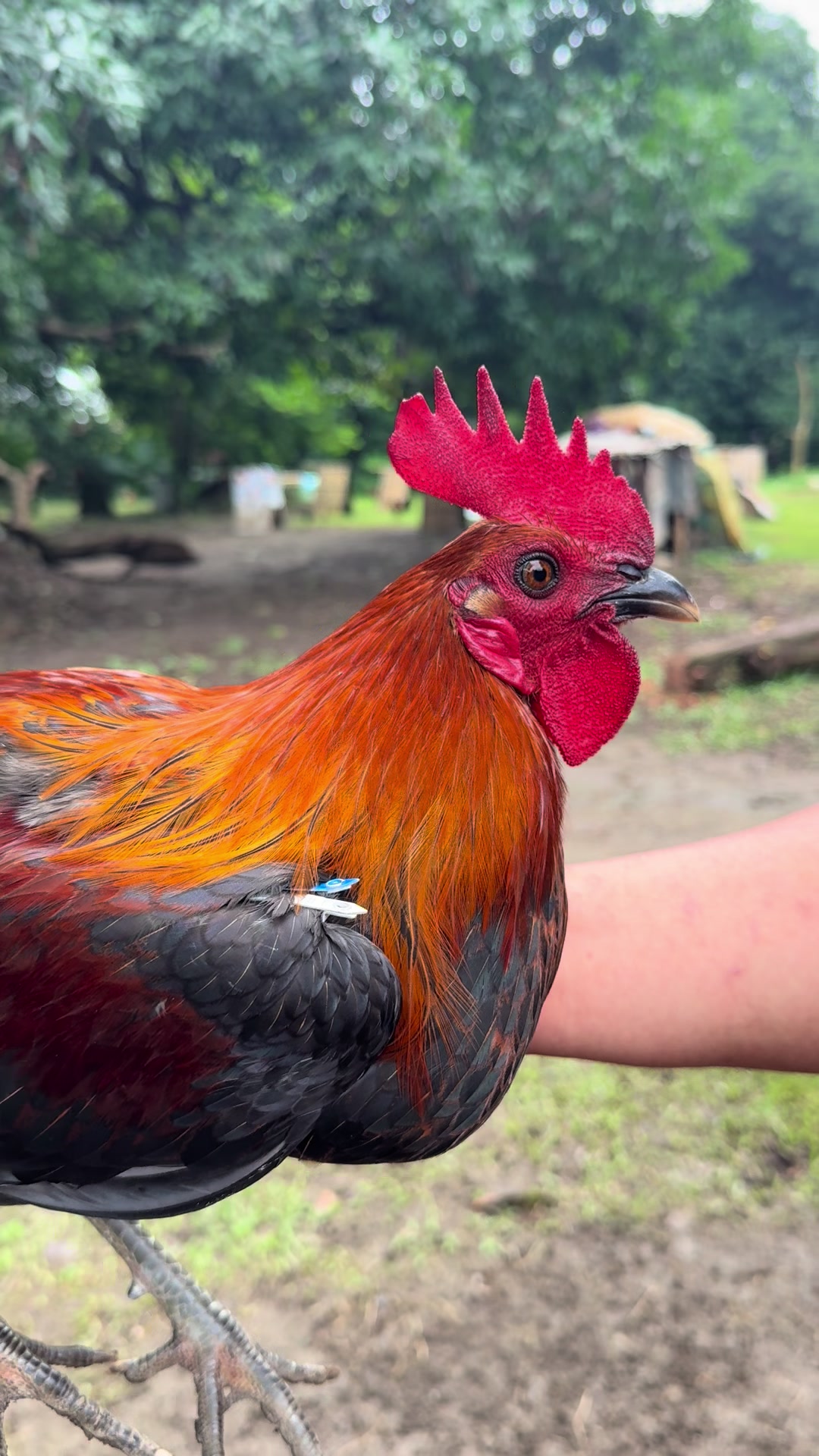 @LA GAME FARM