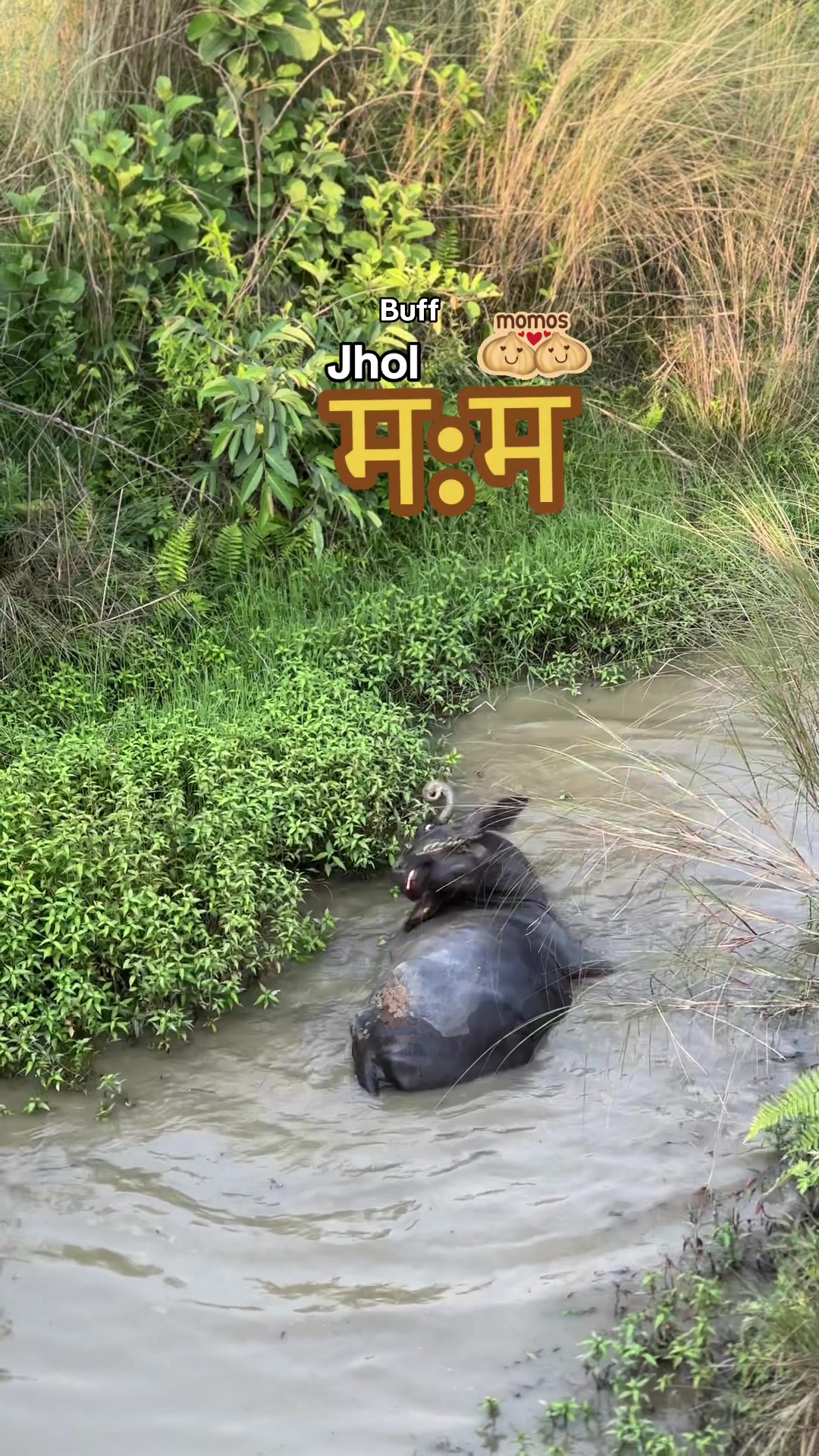 @Aashik Sapkota