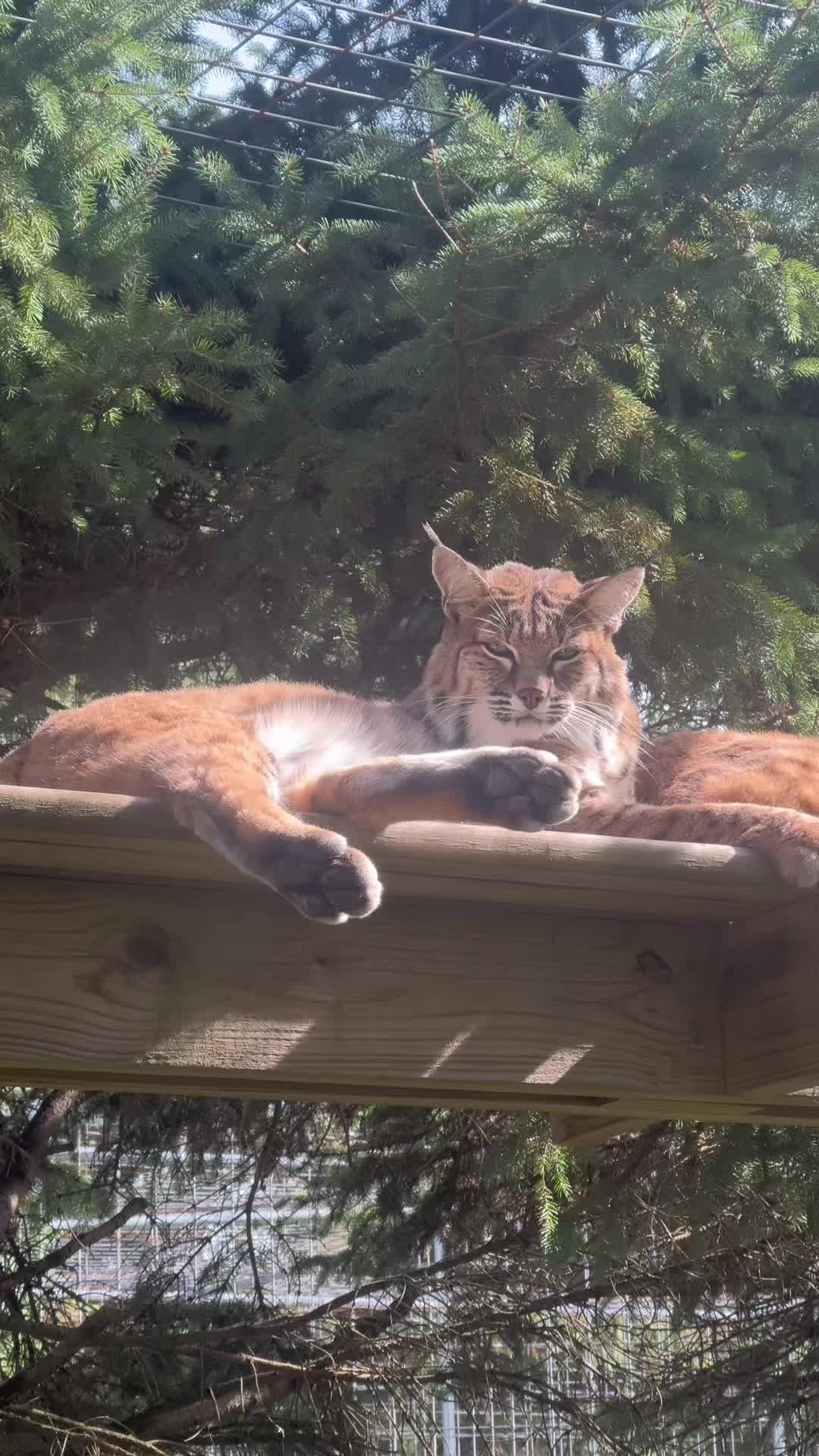@The Wildcat Sanctuary