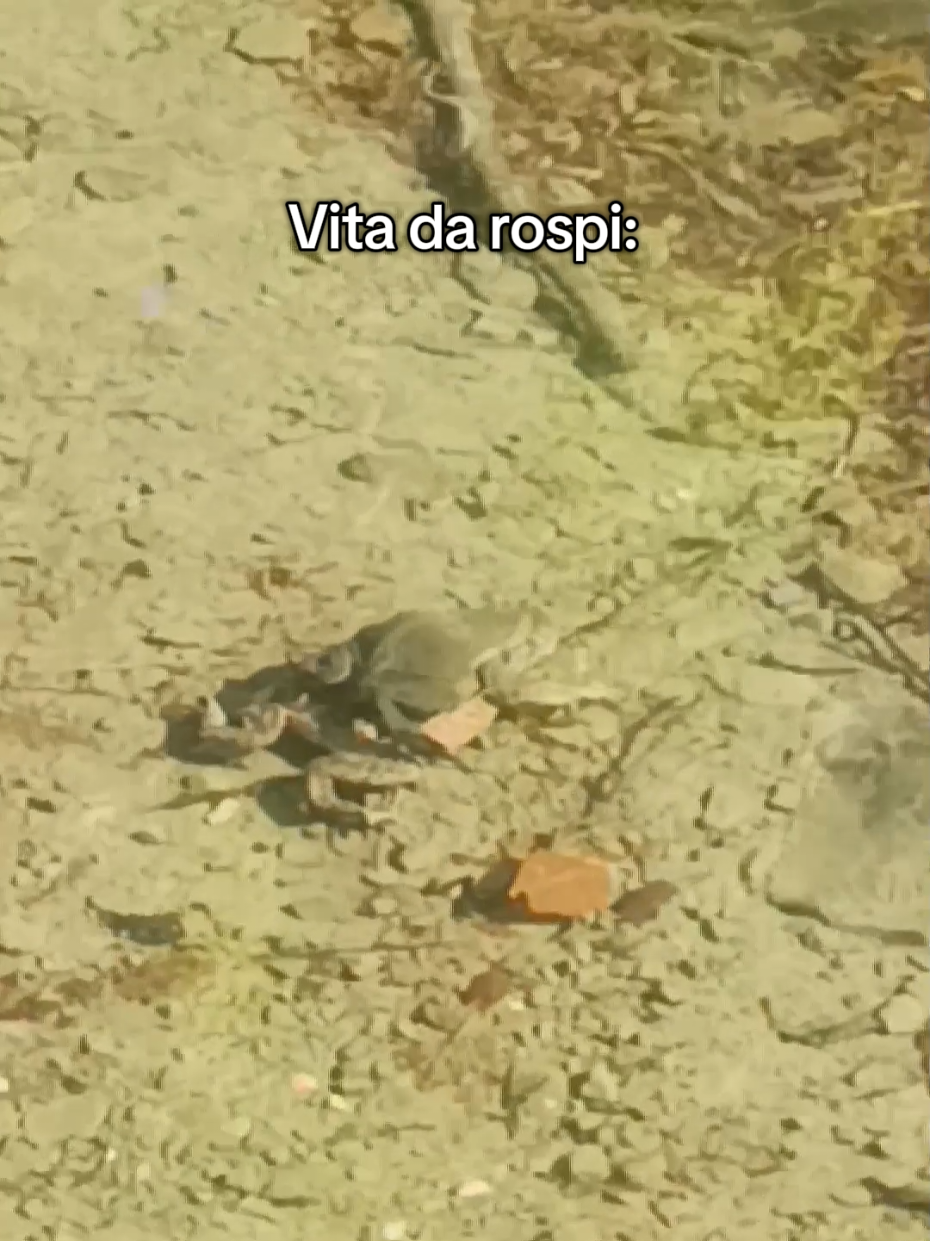 @Mattia Verdiani