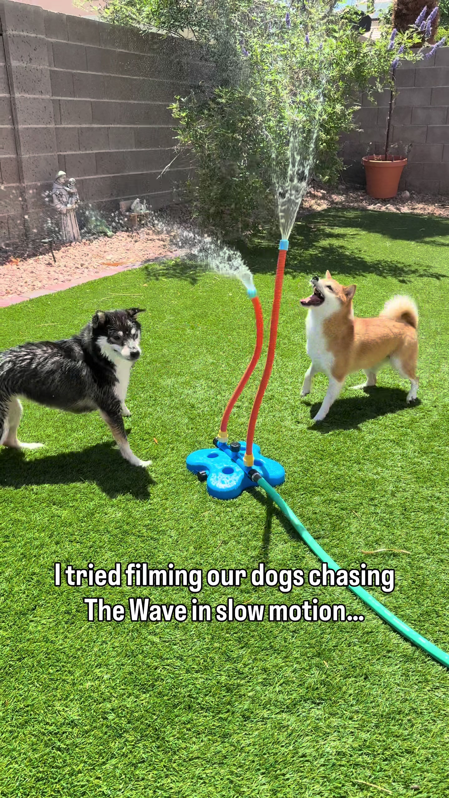 @Flock of Shibas 🐕🐕🐕