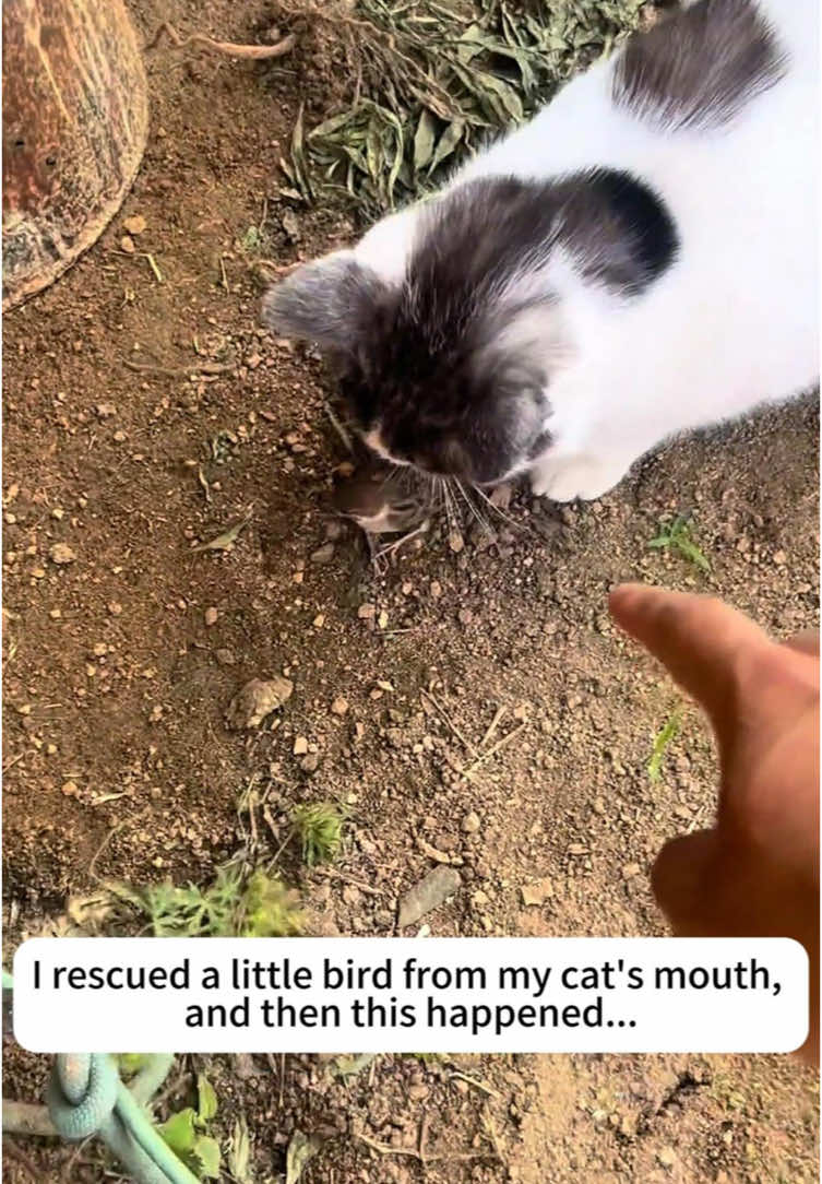 @rescuespet12