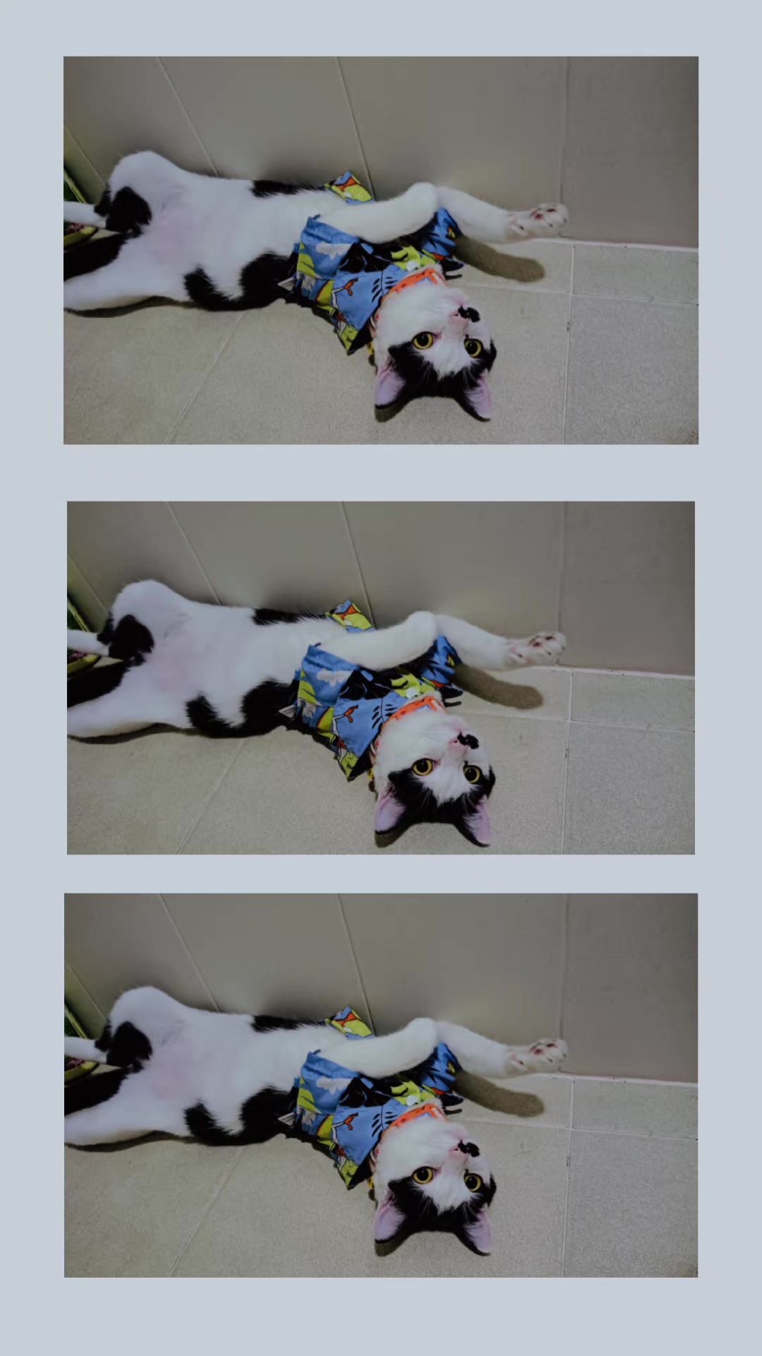 @มังคุด