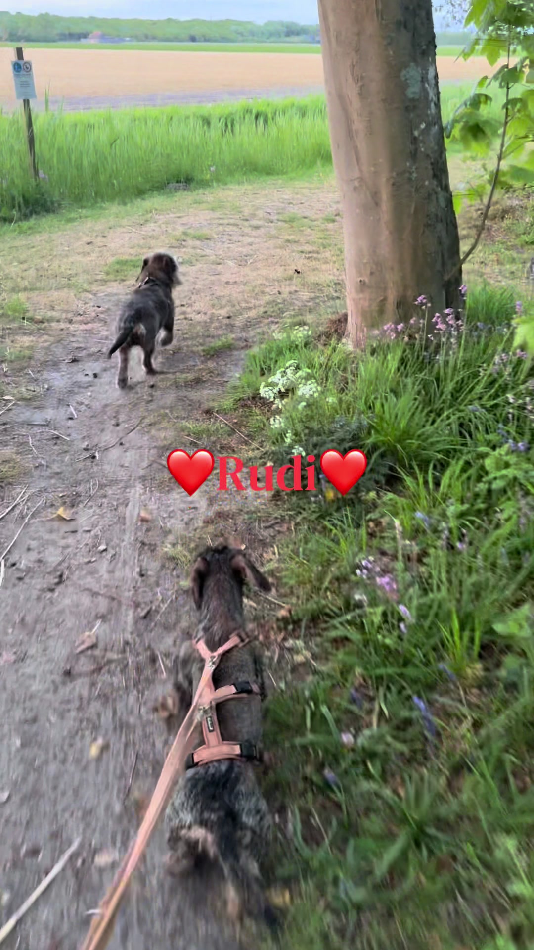 @Ichschützekinderundtiere