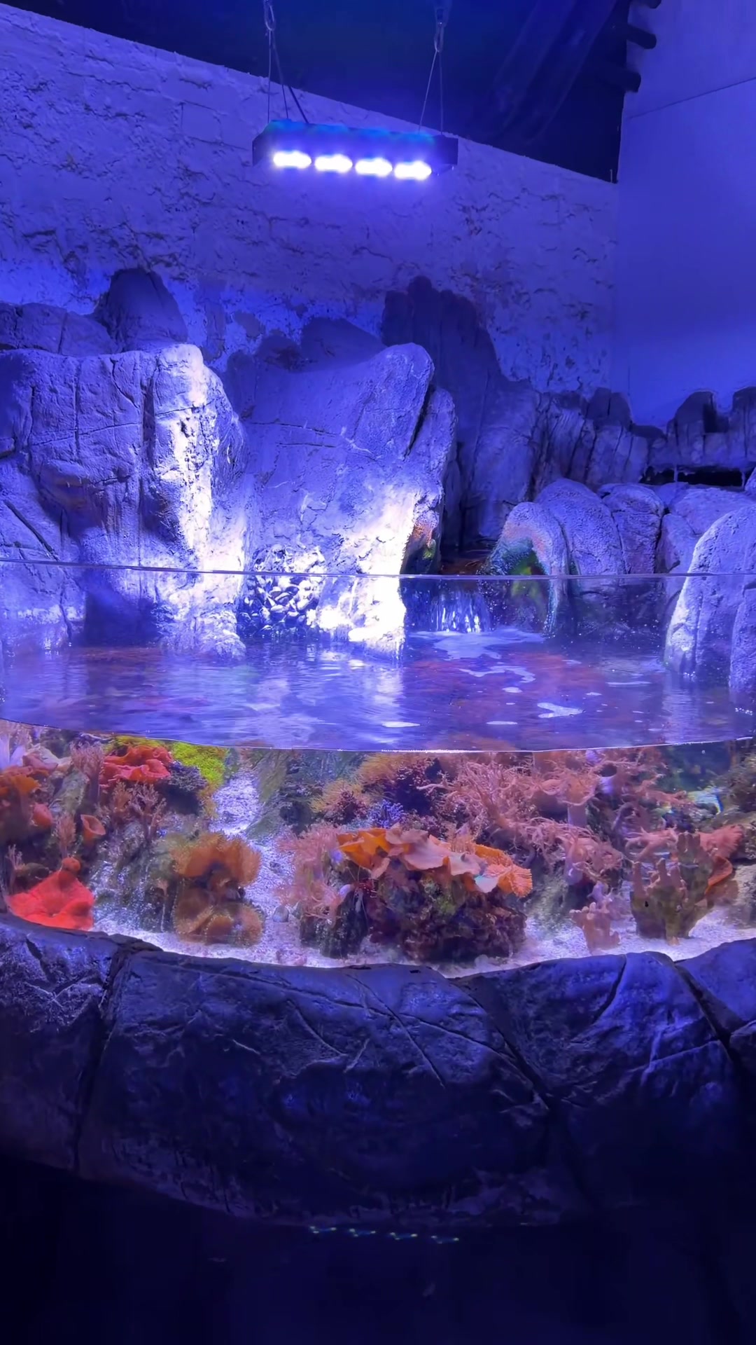 @Danny’s Aquariums