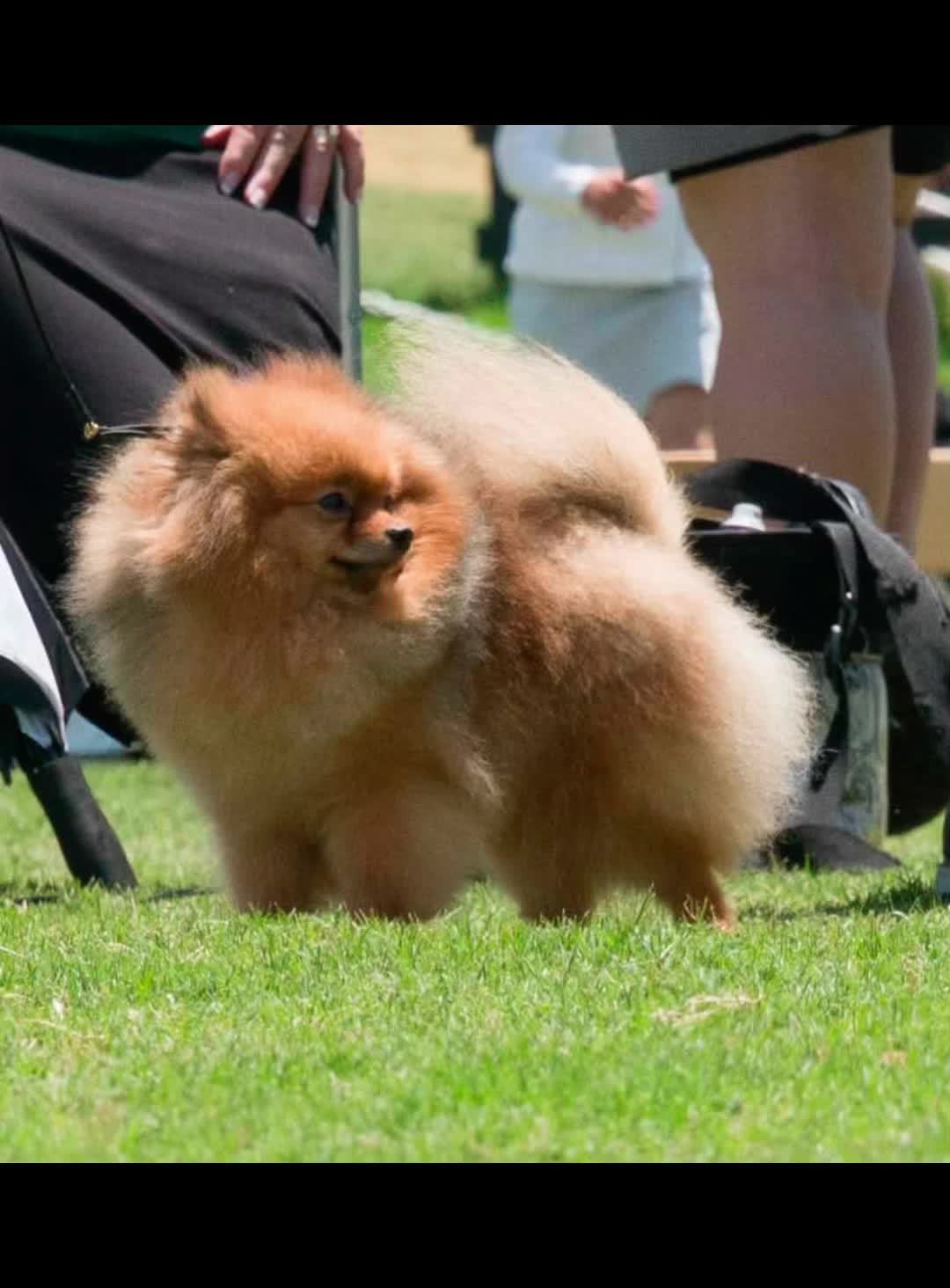 @Life of MESHKA the Pomeranian
