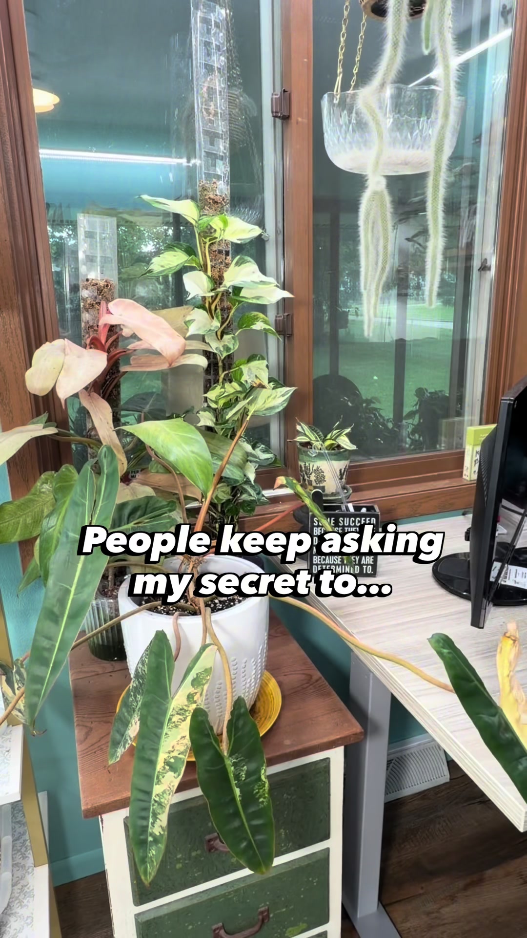 @Pothosiblyaboutplants