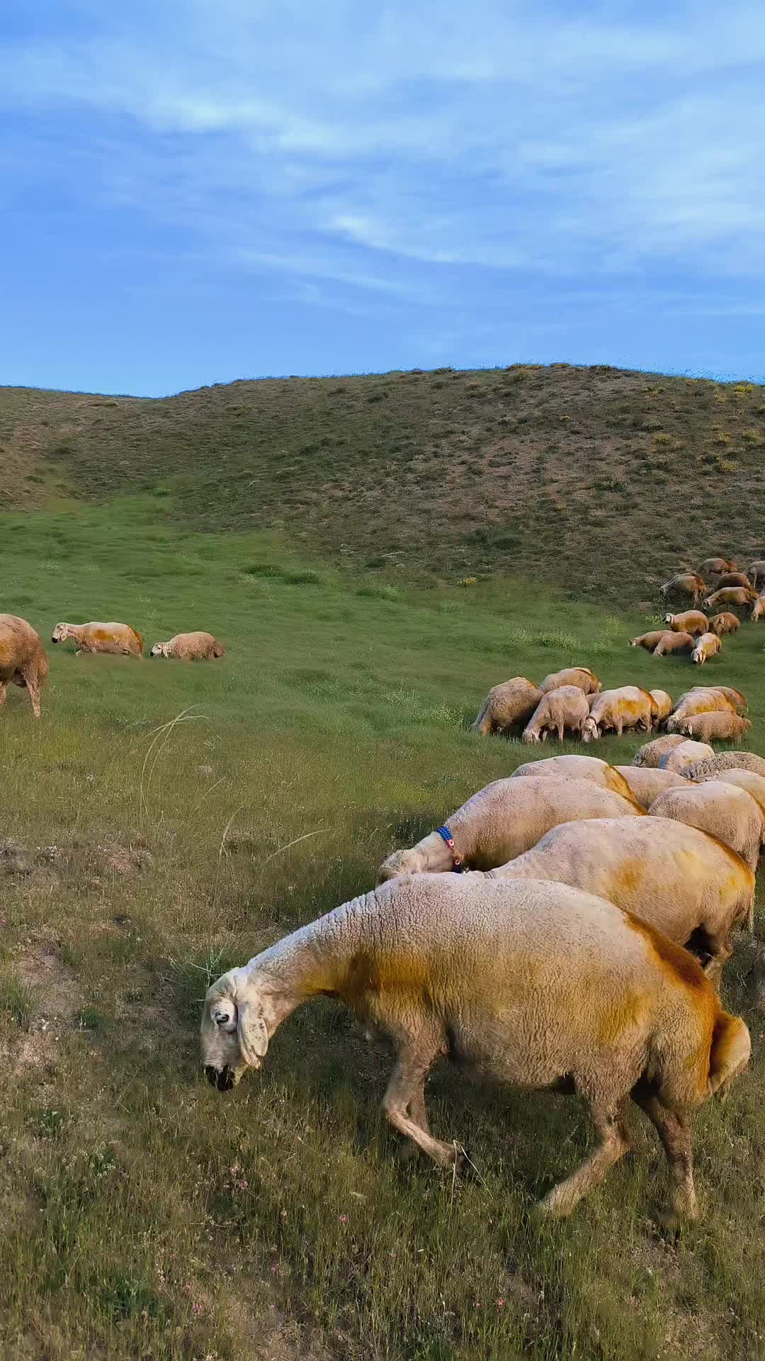 @🔗Aslan🕊️Öztürk🔗