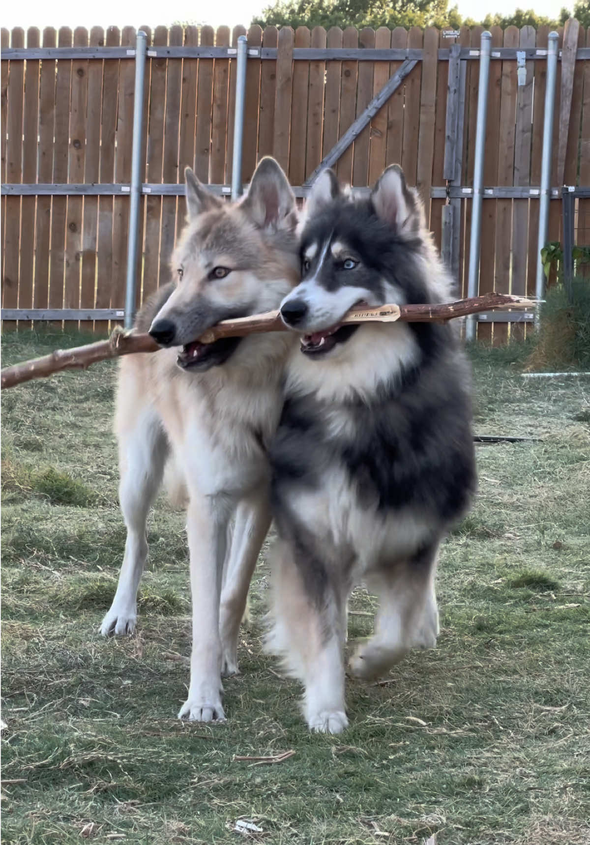 @Neko, Tokahli and Bear