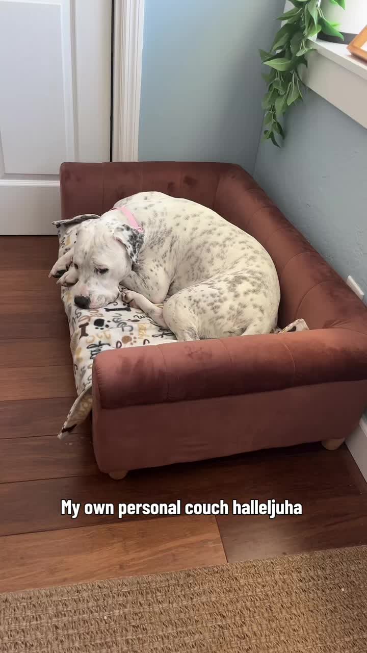 @lifewithstella