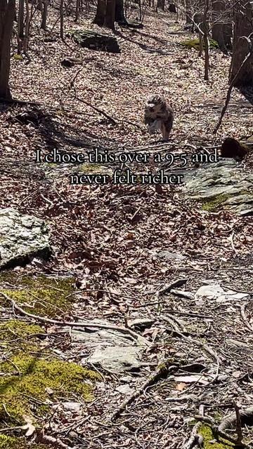 @cedarpineacres