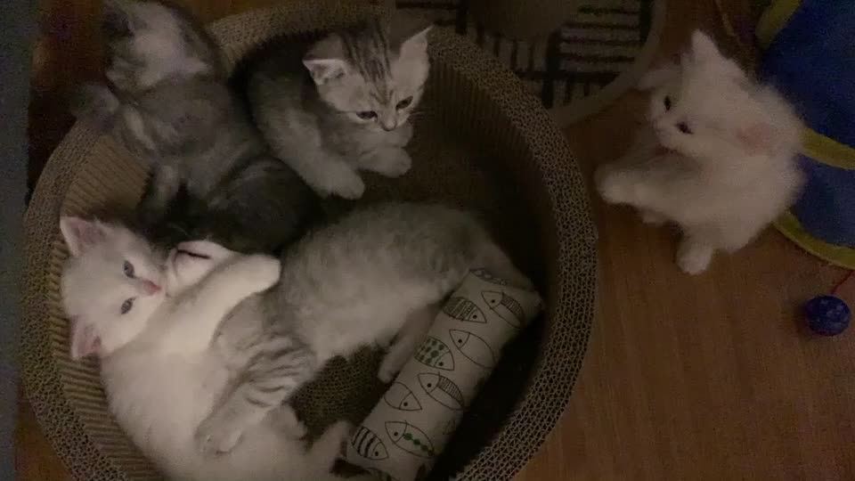 @Yuliandcats