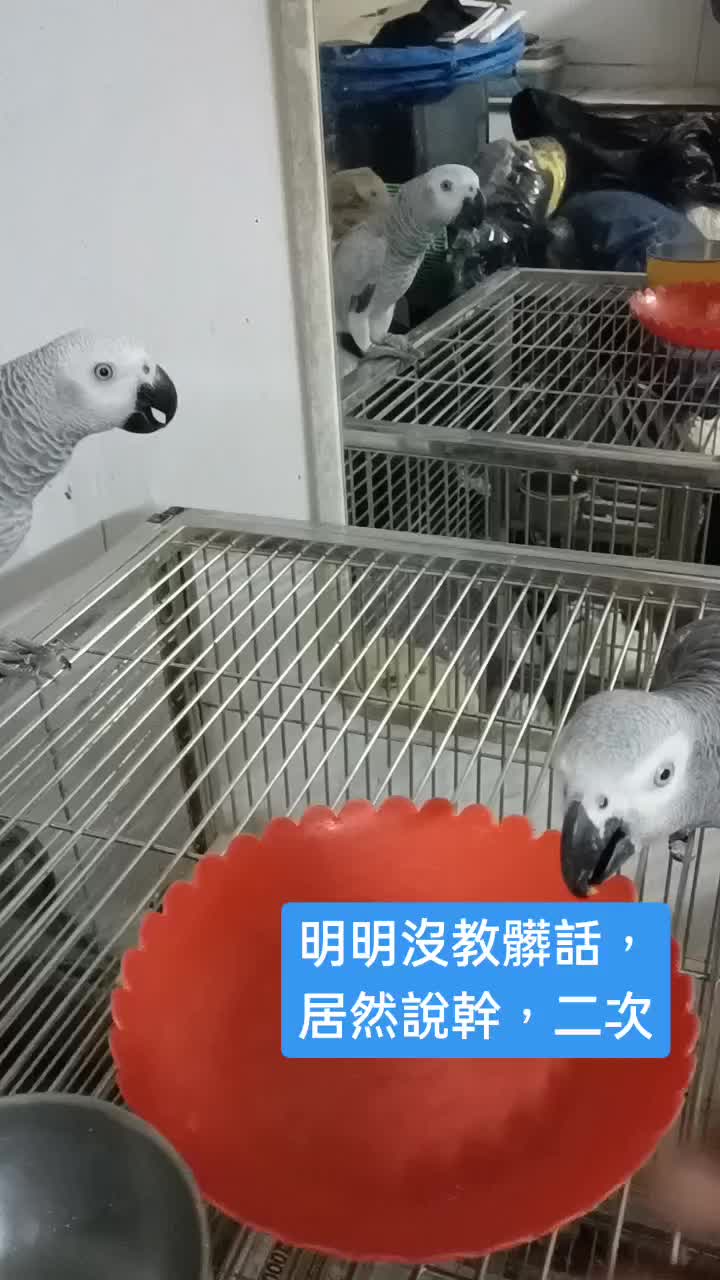 @芭樂王子balawen