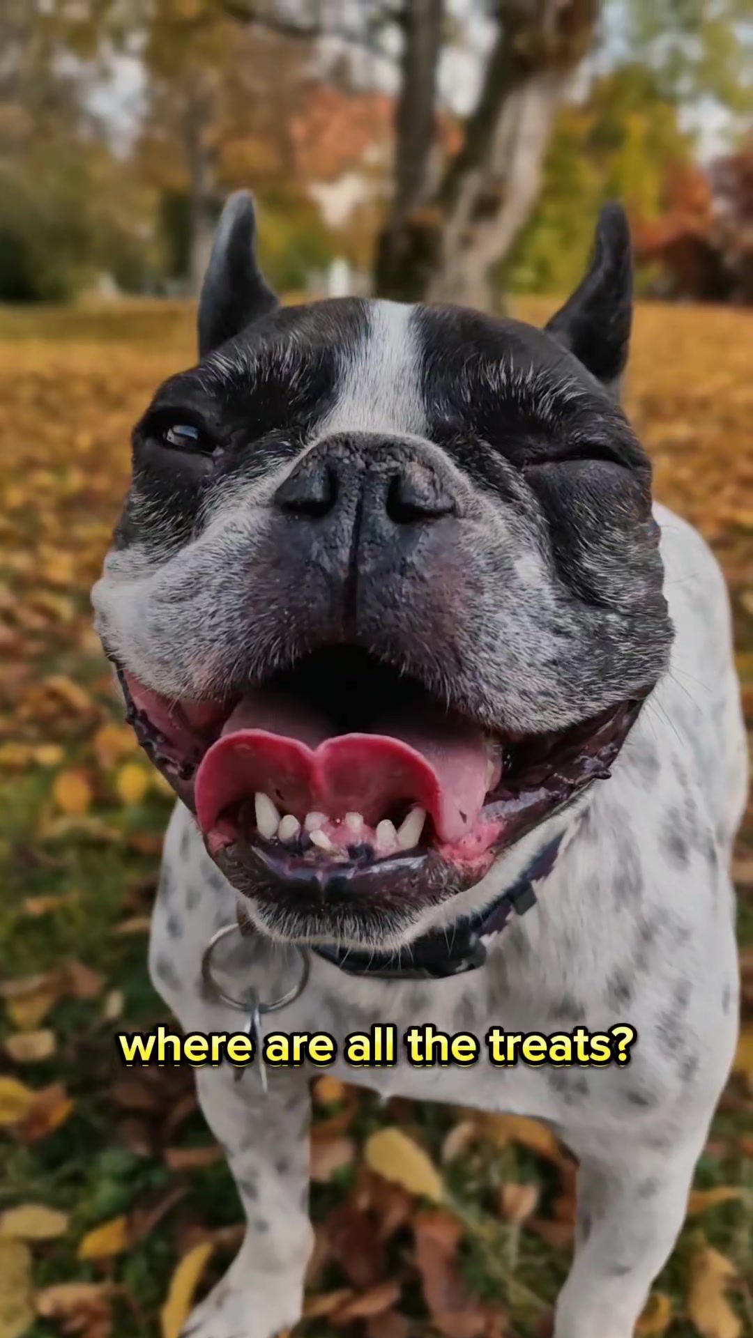 @French Bulldog Jacky 🐶🐾