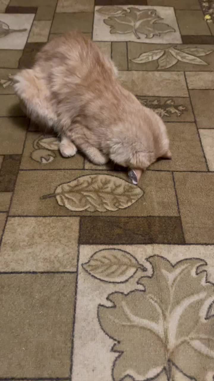 @usermeow