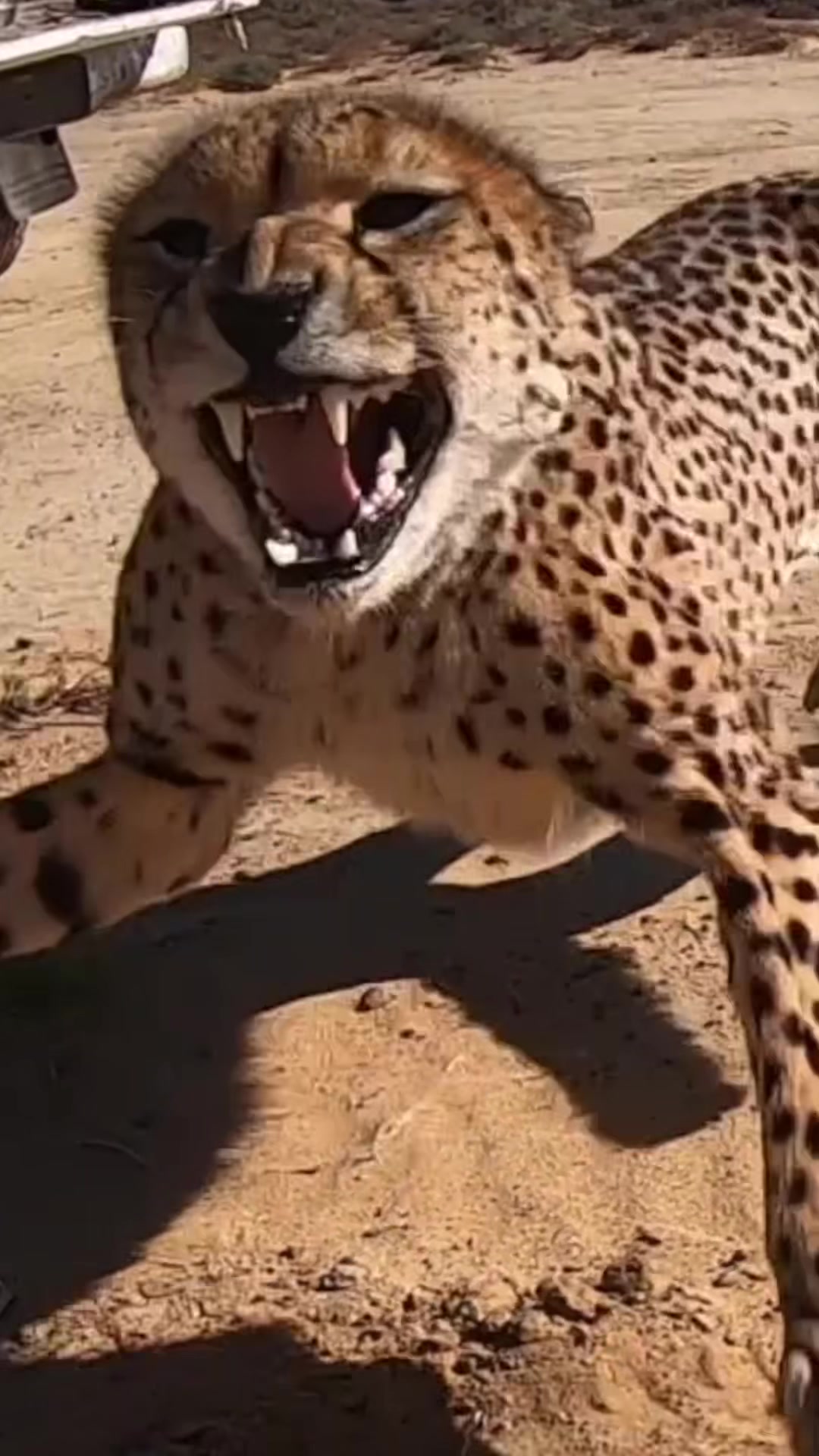 @🐆✨ Lisa Tora Jaqueline