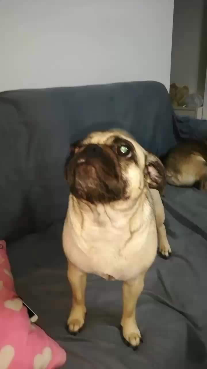 @Norka Elizabeth The Pug