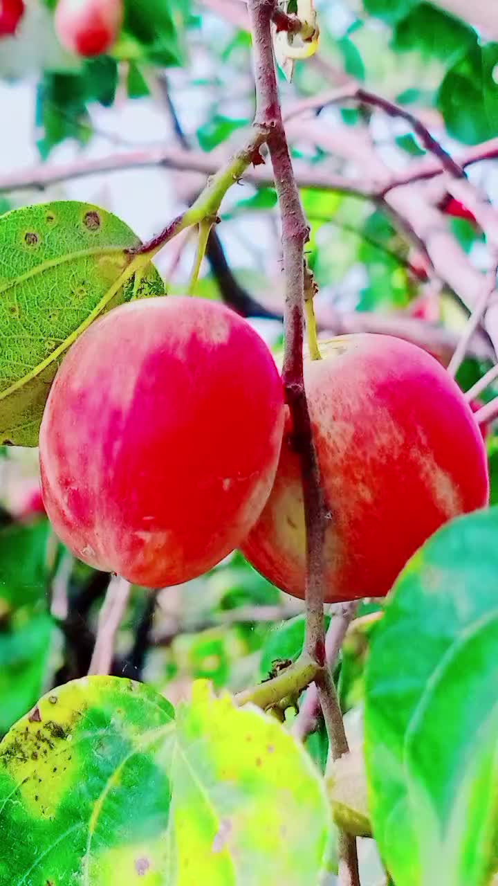 @💞Only_Flowers💞