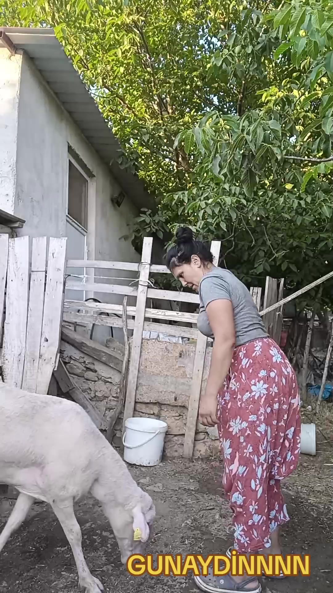 @Serap ince çiftliği