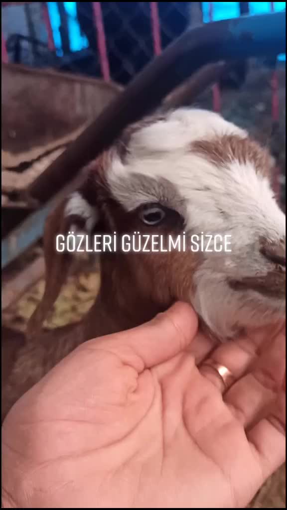 @Emine Sancar