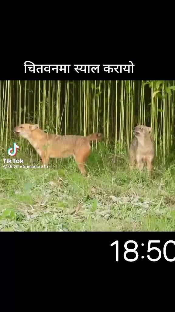 @md.shohel.rasel