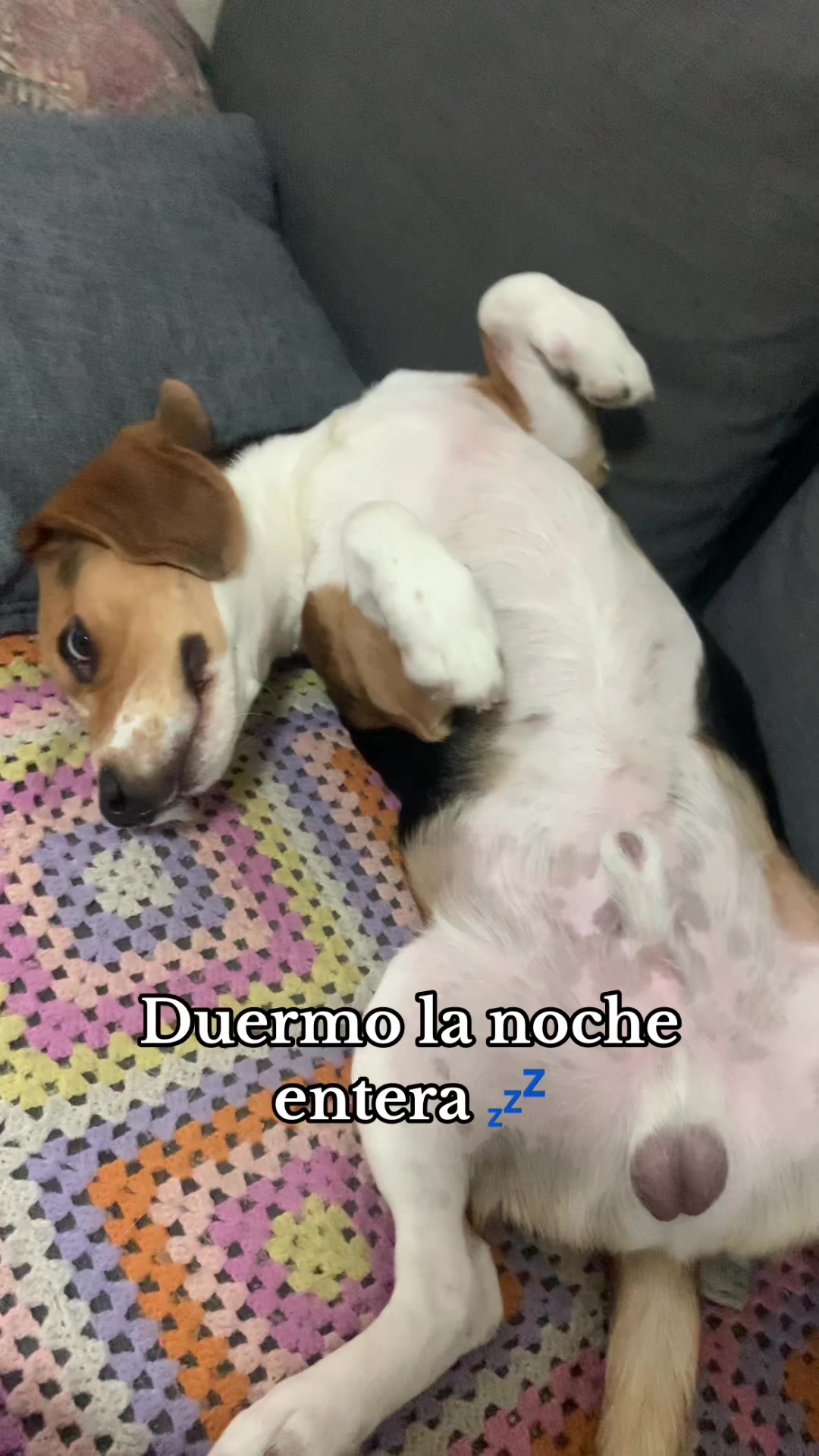 @biggieelbeagle