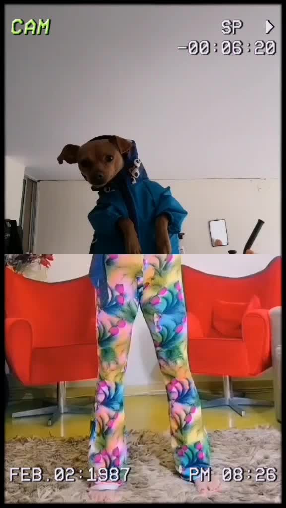 @CHATIRULO 🐶