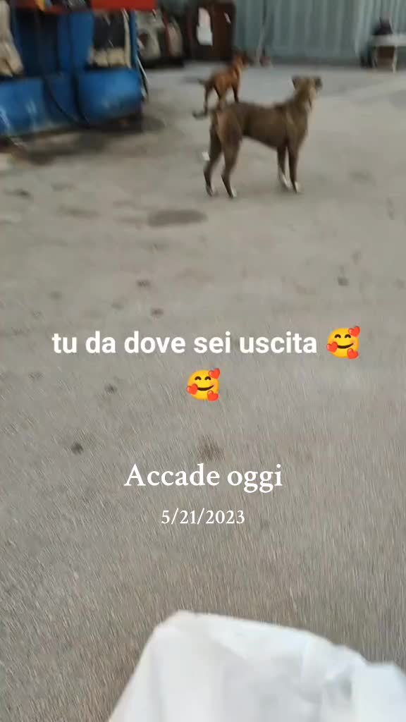 @la famiglia con i cani 🐾🥰