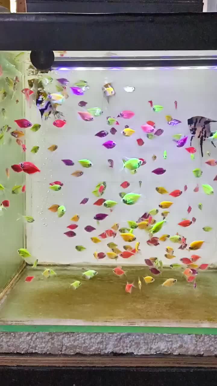 @Teras Aji Goldfish