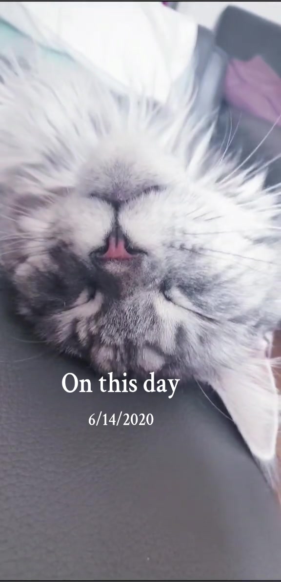 @ZiggyandMarley