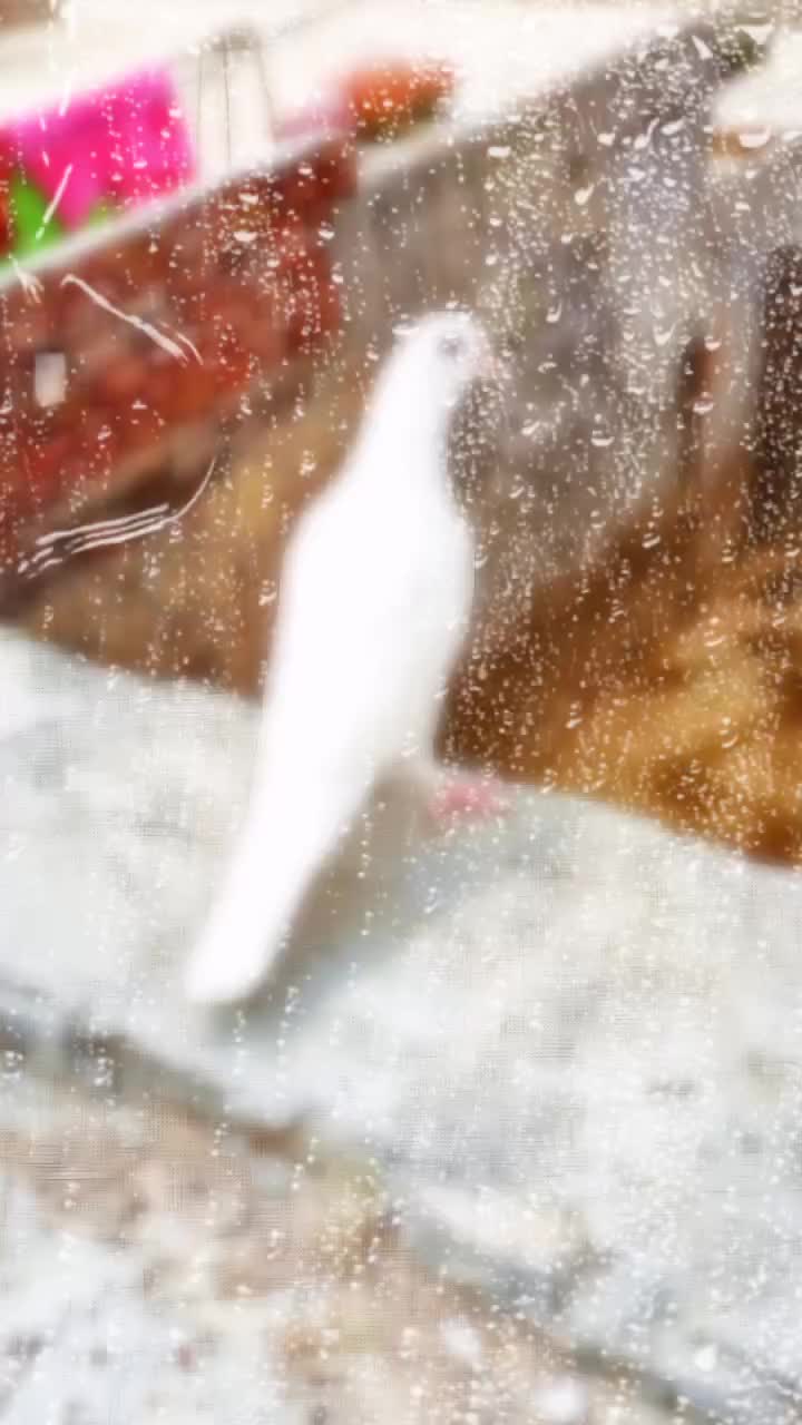@Baba कह दिया करै