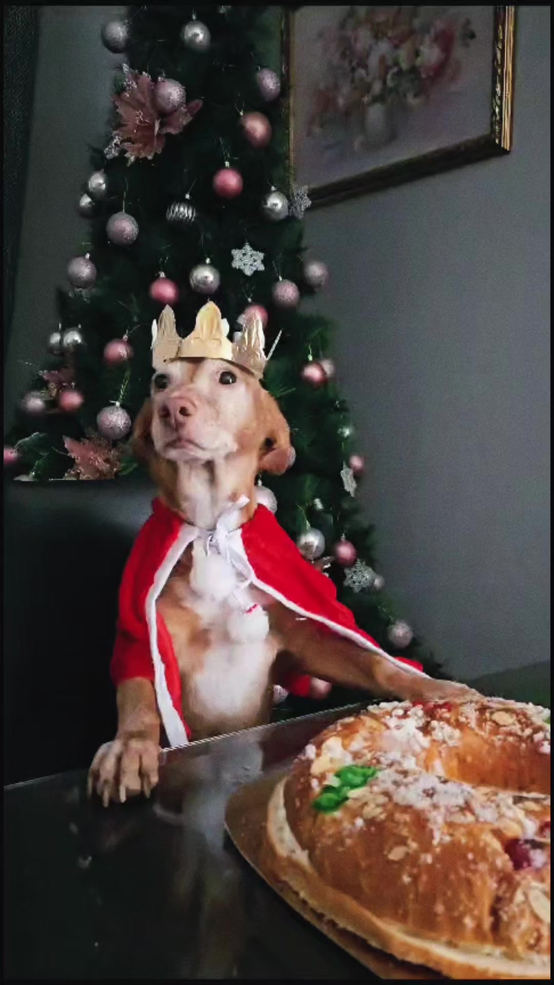 @Guffy_dog