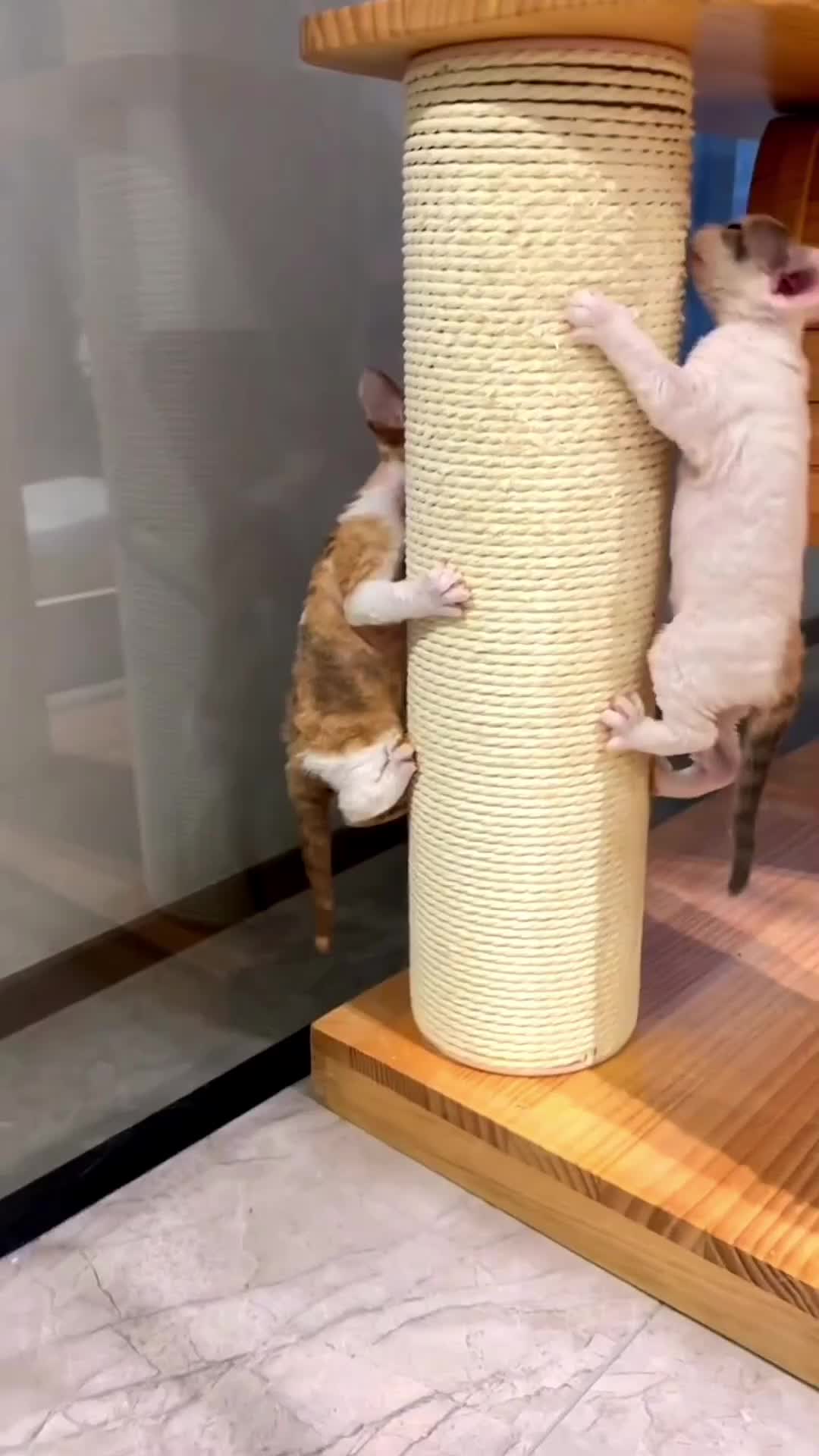 @Mr.Cat