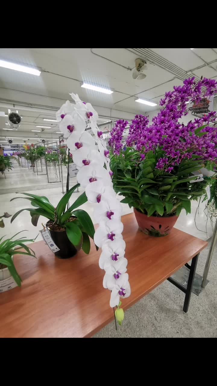 @Neung5159