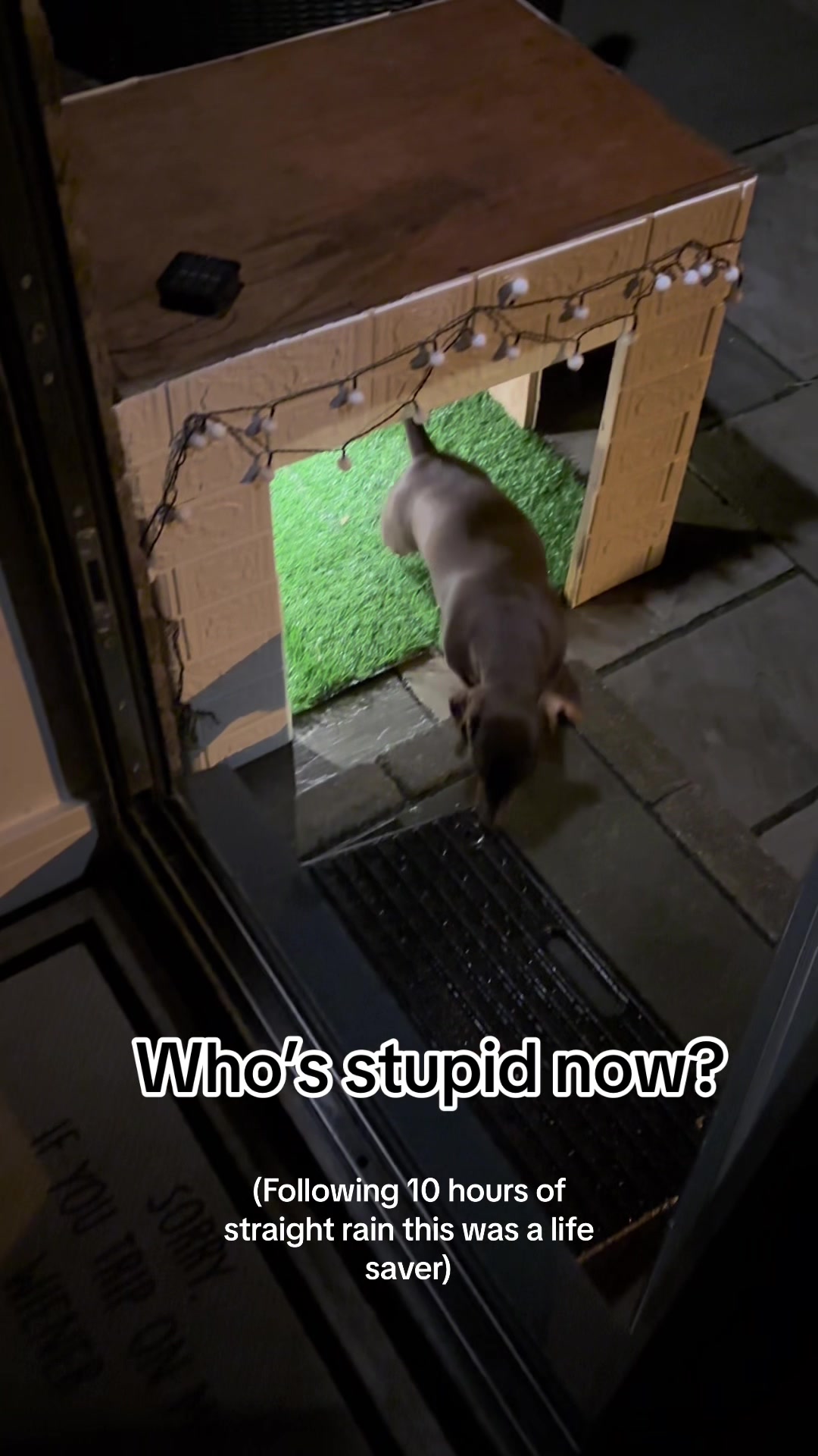 @sausagedogsisters