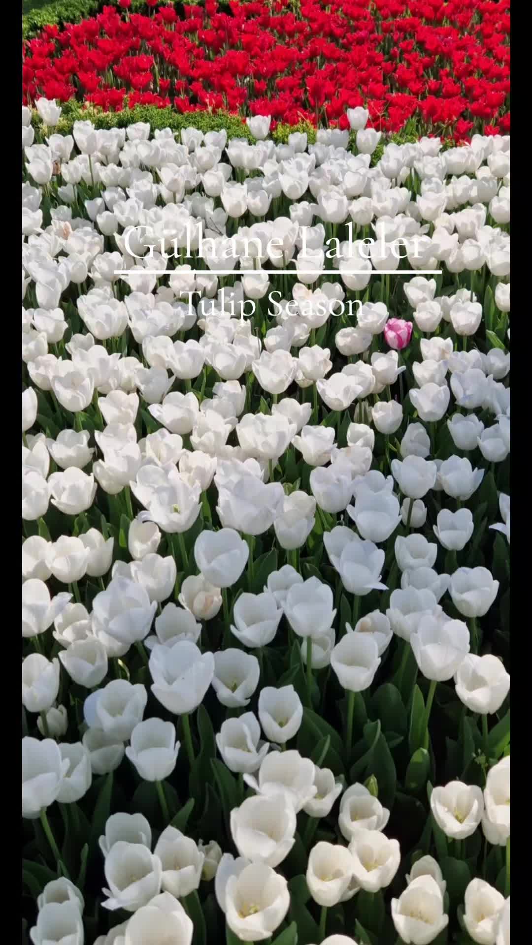 @londonerinistanbul