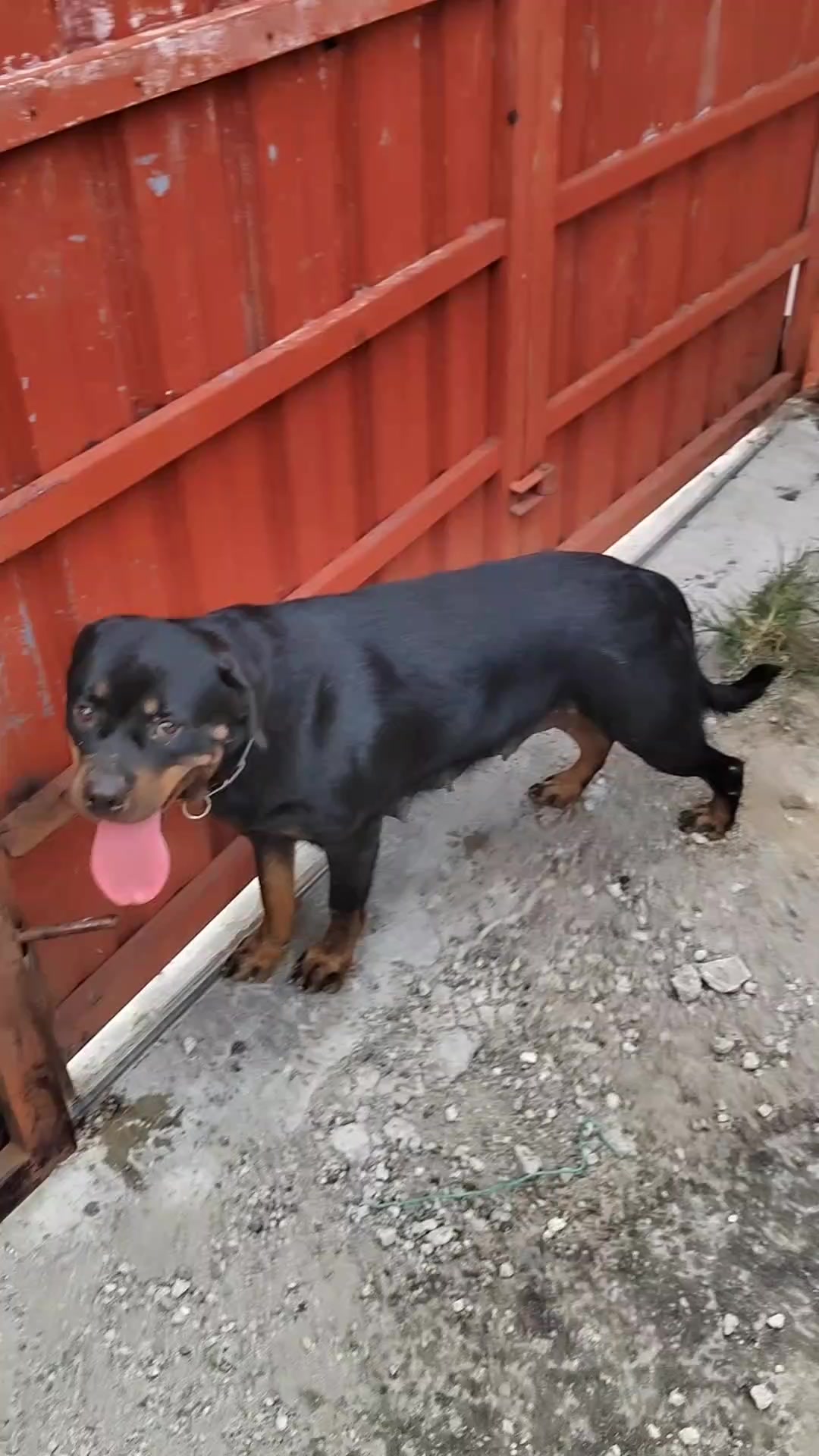 @Bamboozler kennel