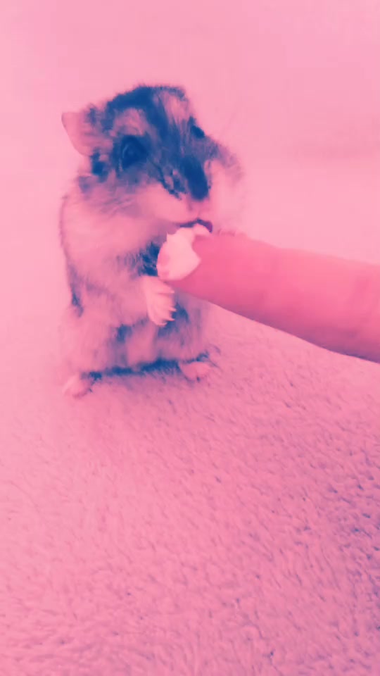 @🐾l&iuml;st&atilde;&iuml;l🐾