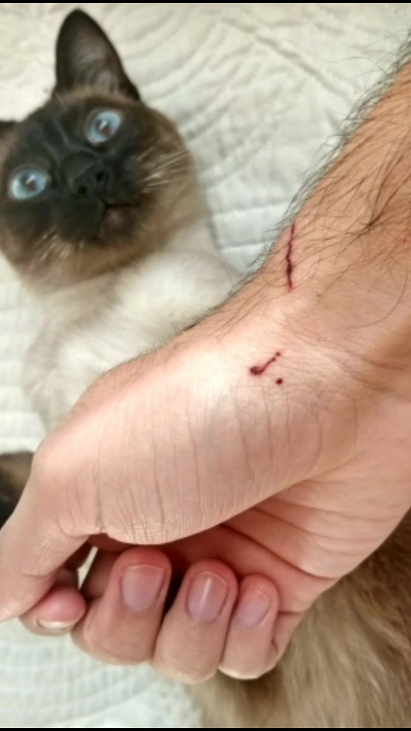 @Titan the Cat