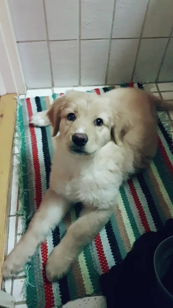 @Hilda the hoffi🐶🐾