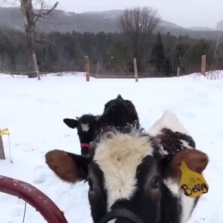 @Fosters Farm