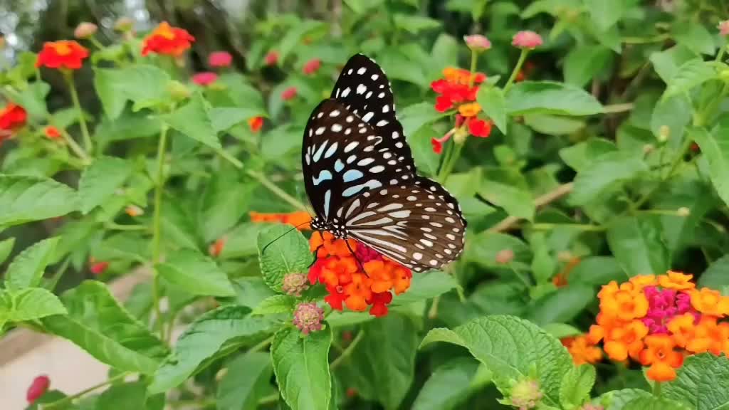 @chandar kurubas